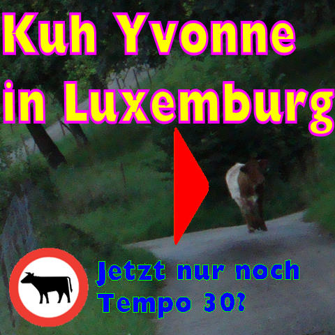 Der Beweis: Kuh Yonne in Luxemburg