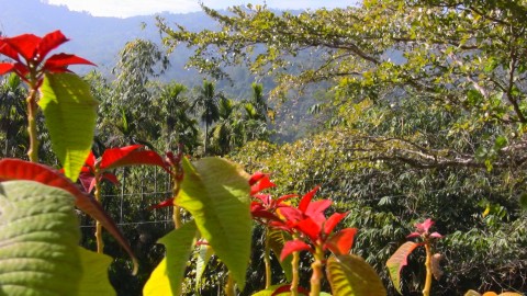 DaKen subtropical scenic recreation resort area DaKen subtropical scenic recreation resort area