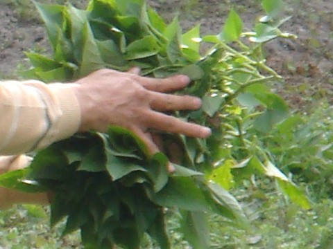 Tasty green stuff Tasty green stuff